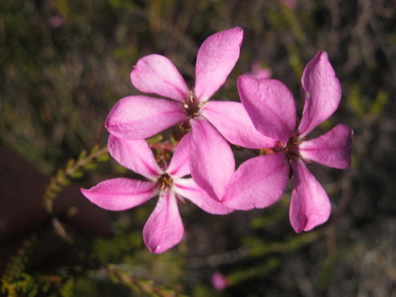 Acmadenia sheilae photo 4