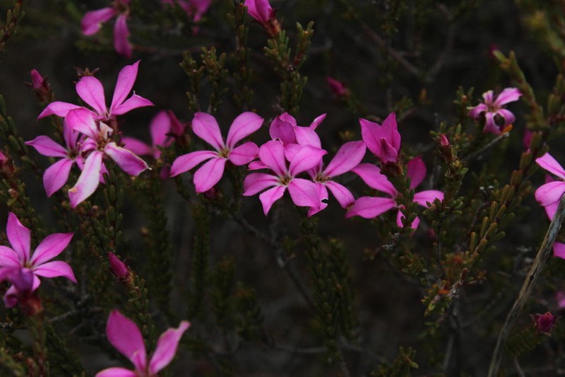 Acmadenia sheilae photo 5