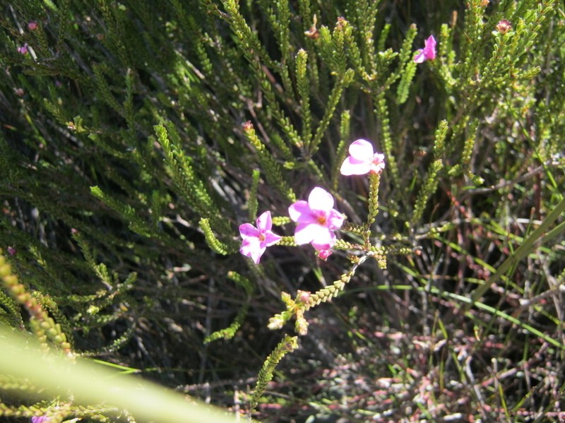 Acmadenia sheilae photo 6