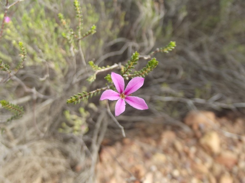 Acmadenia sheilae photo 7