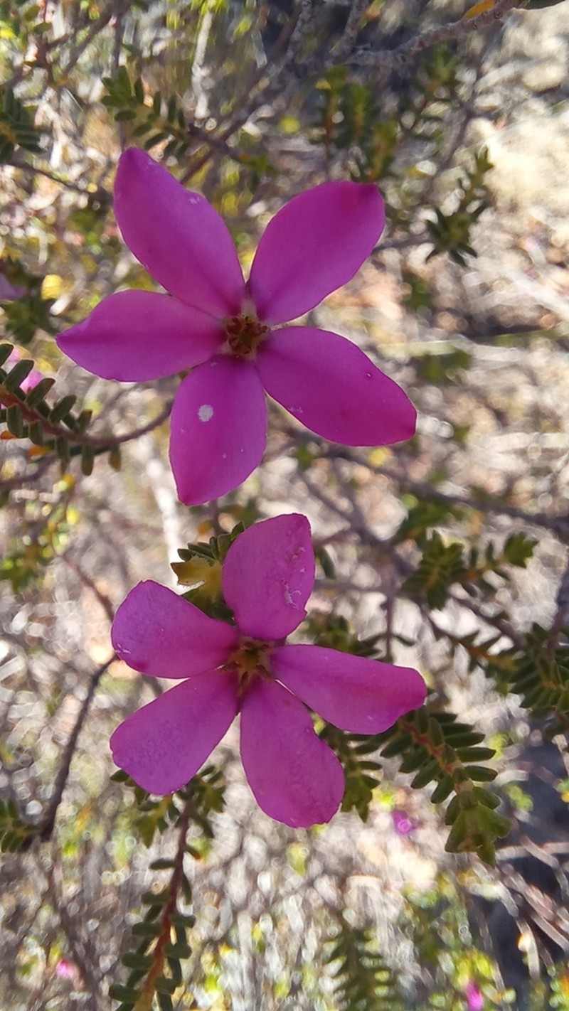 Acmadenia sheilae photo 8