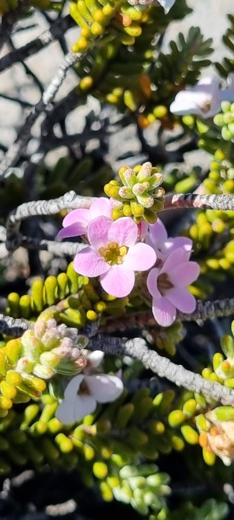 Acmadenia teretifolia