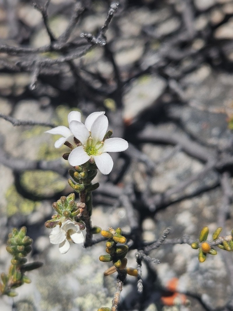 Acmadenia teretifolia photo 2