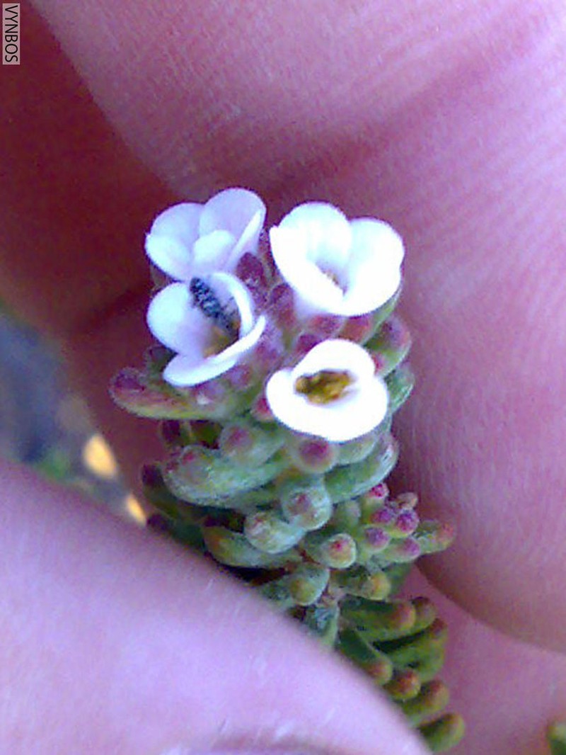 Acmadenia teretifolia photo 3