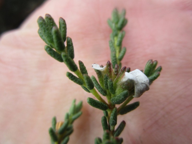 Acmadenia teretifolia photo 4