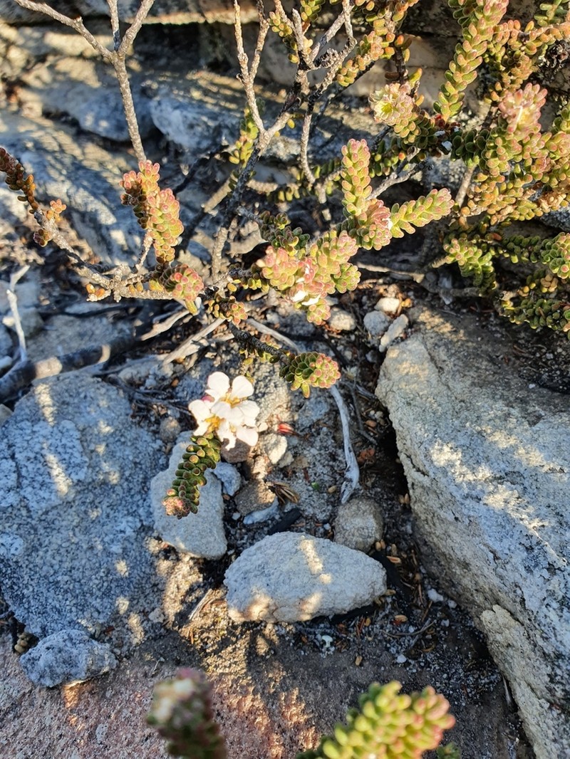 Acmadenia teretifolia photo 5