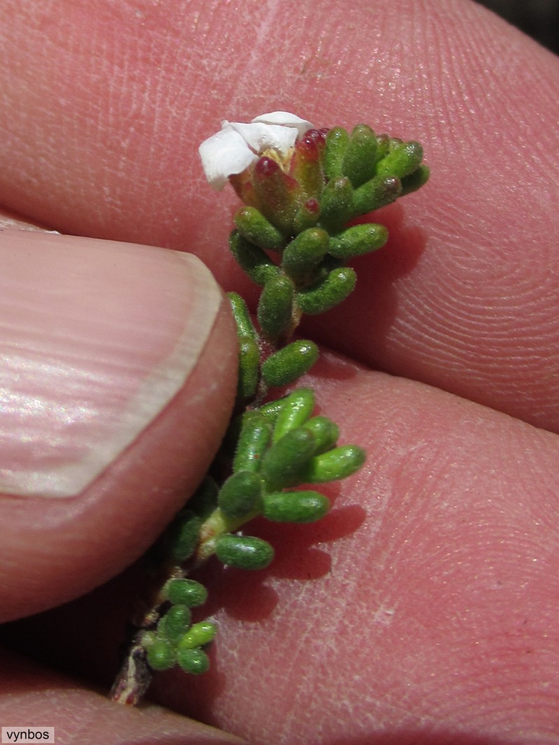 Acmadenia teretifolia photo 6