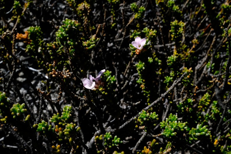 Acmadenia teretifolia photo 8