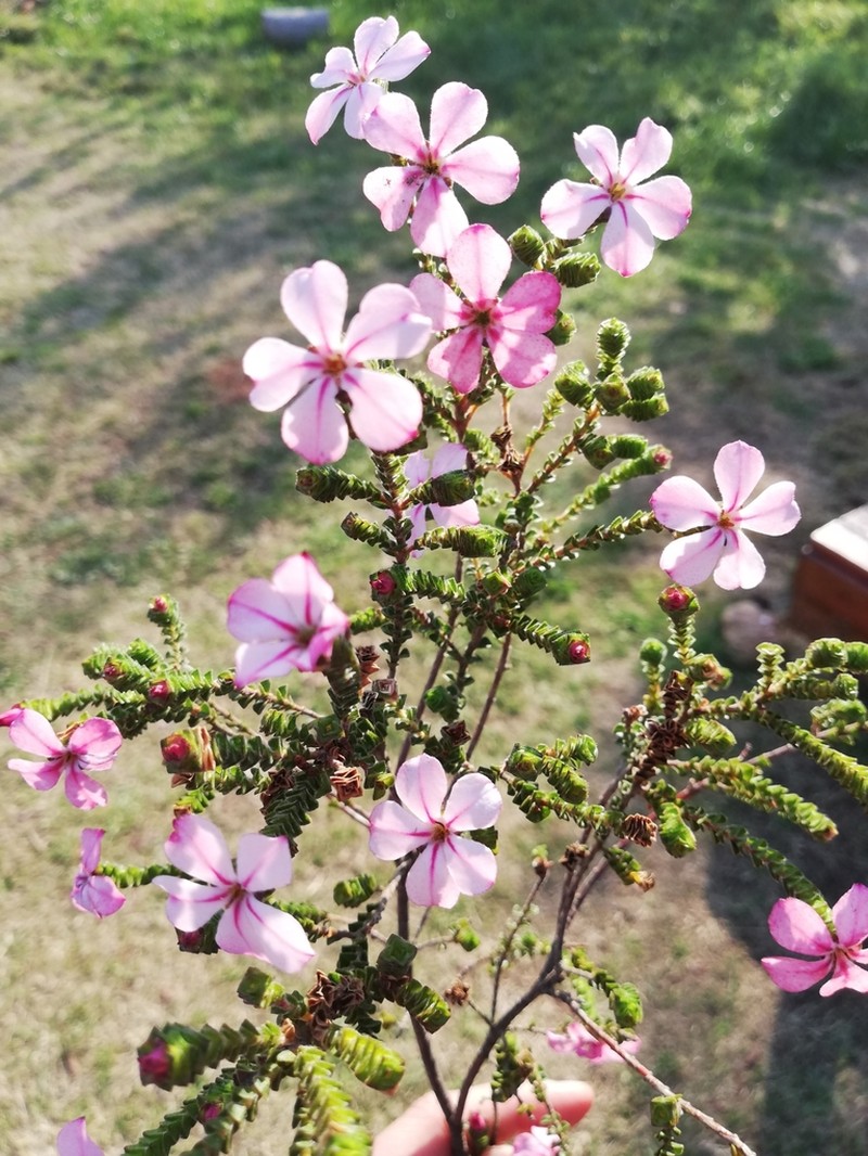 Acmadenia tetragona