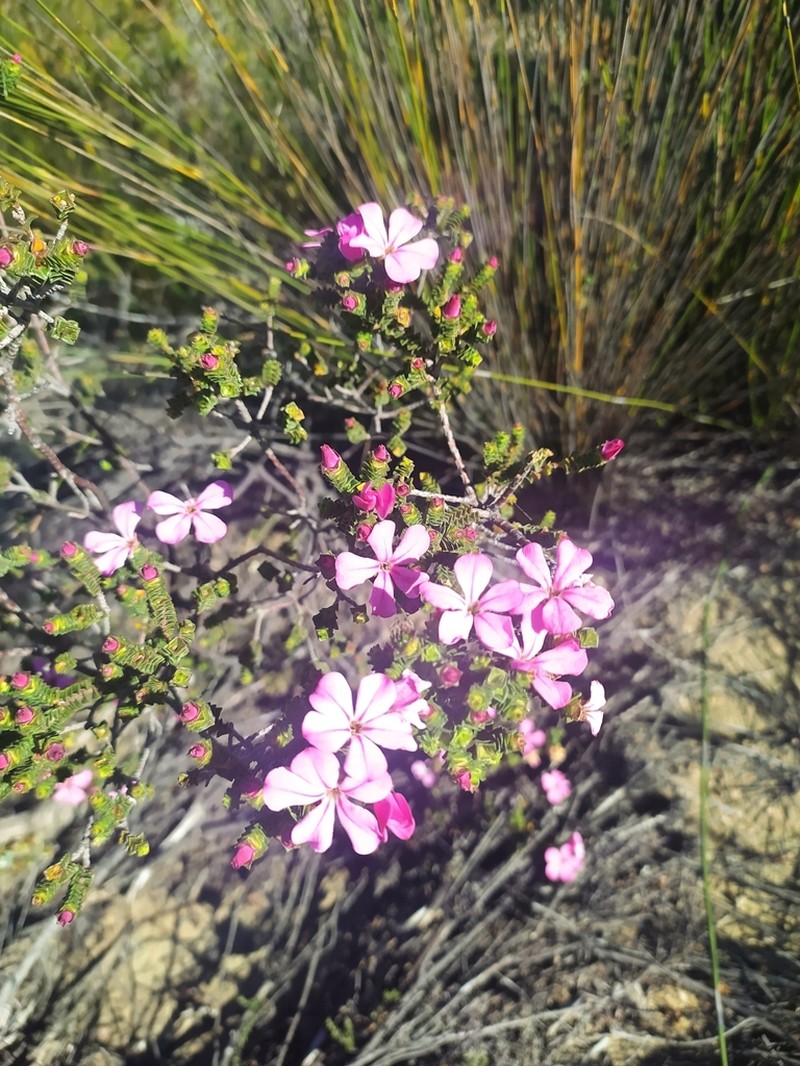 Acmadenia tetragona photo 2