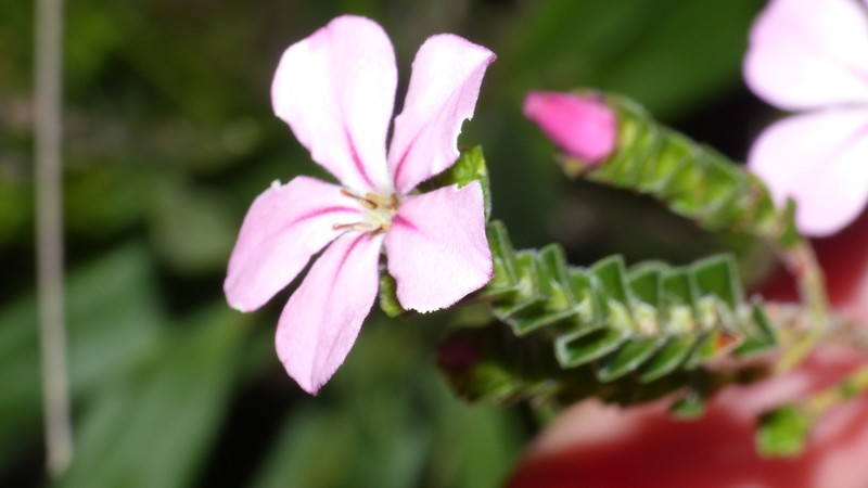 Acmadenia tetragona photo 3