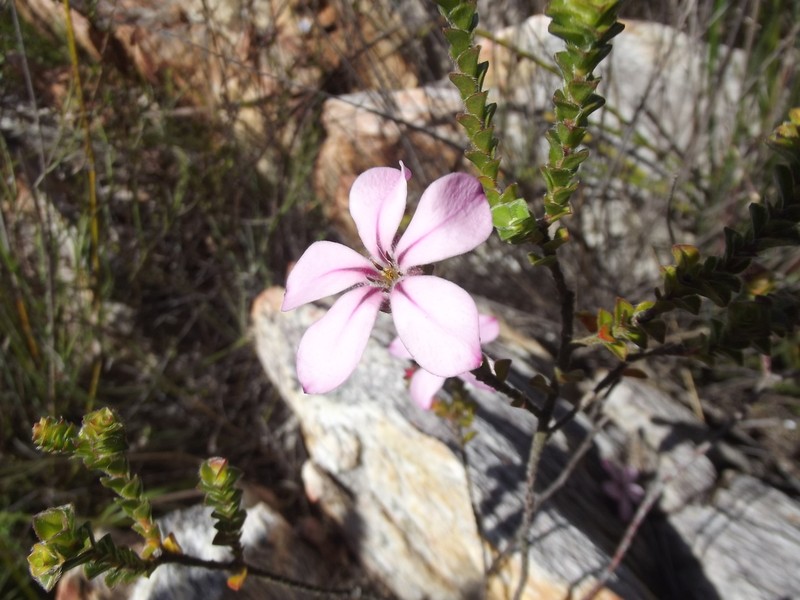 Acmadenia tetragona photo 4