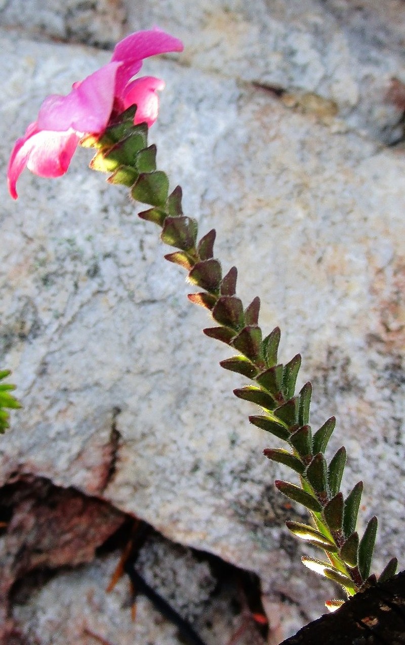 Acmadenia tetragona photo 5