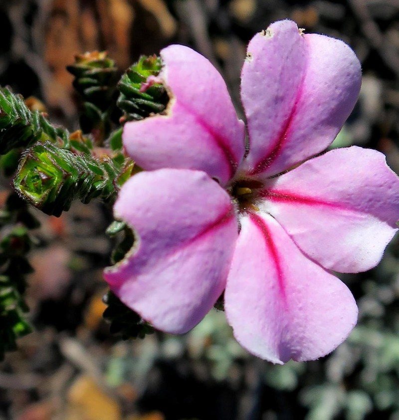 Acmadenia tetragona photo 6
