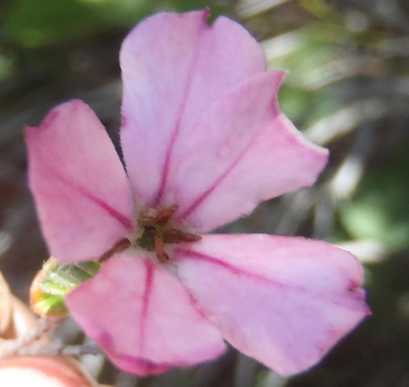 Acmadenia tetragona photo 7