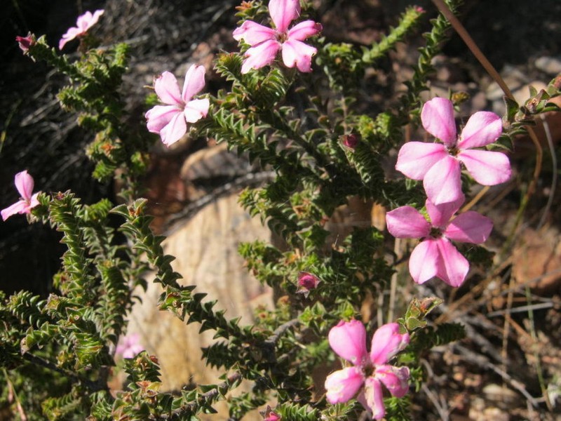 Acmadenia tetragona photo 8