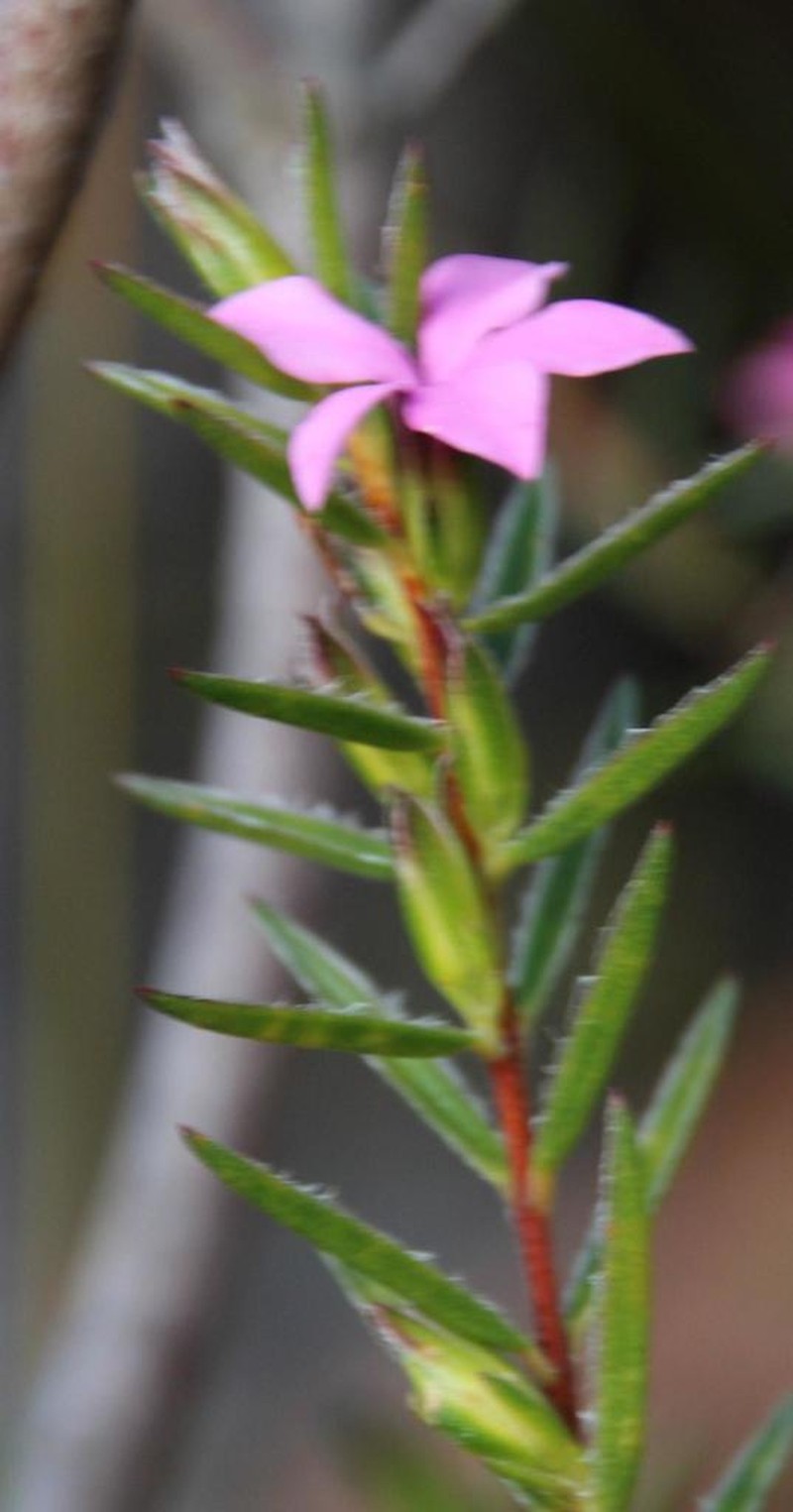 Acmadenia trigona