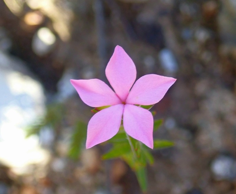 Acmadenia trigona photo 2