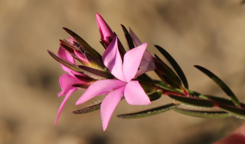 Acmadenia trigona photo 3