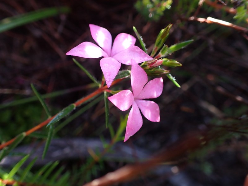 Acmadenia trigona photo 4