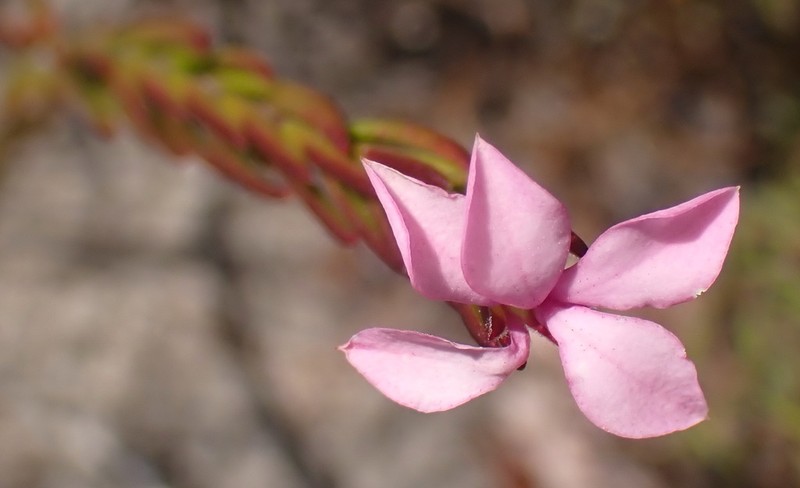 Acmadenia trigona photo 5