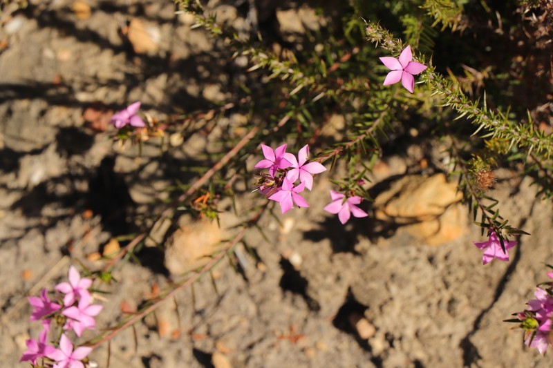 Acmadenia trigona photo 6