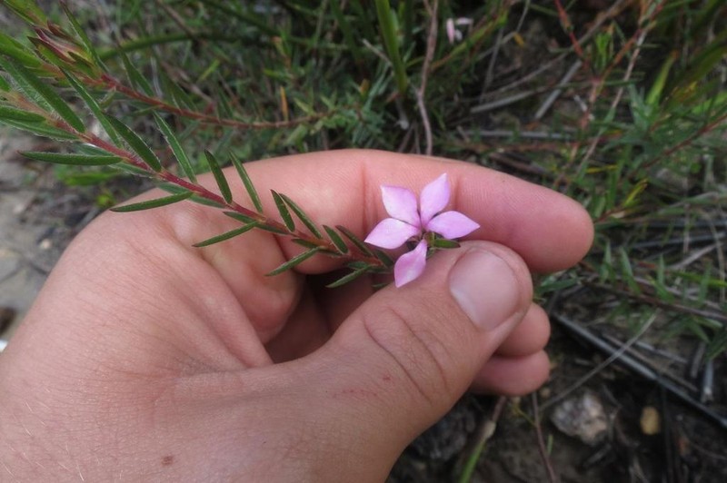 Acmadenia trigona photo 7