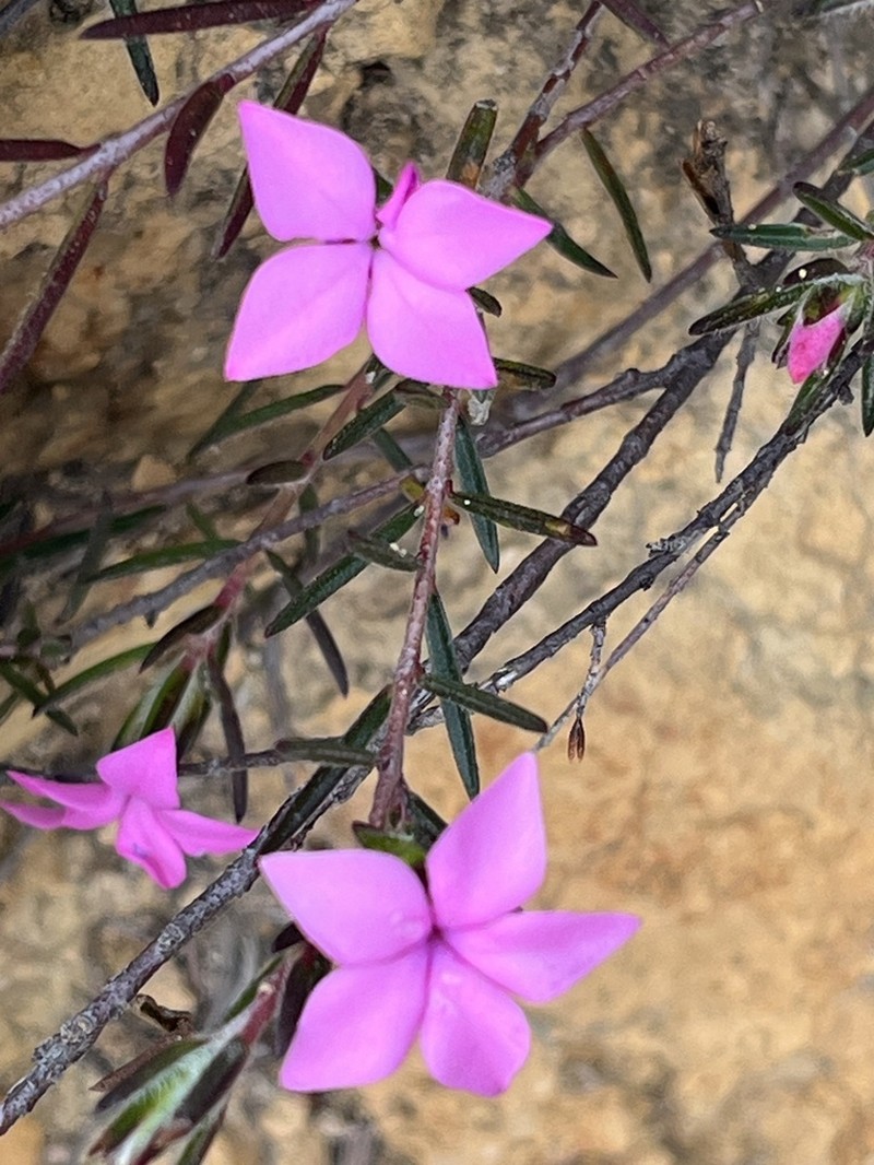 Acmadenia trigona photo 8