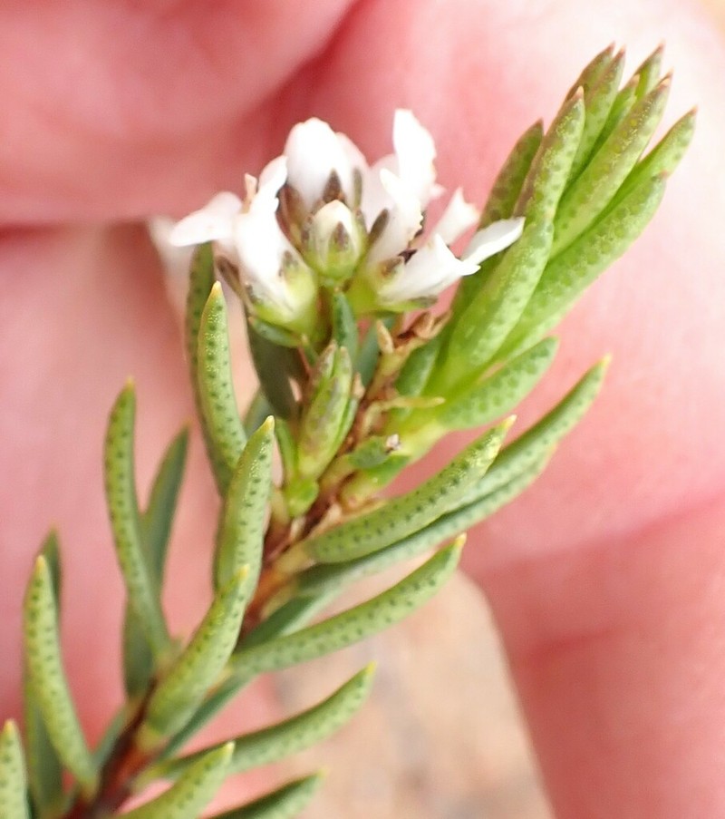 Acmadenia wittebergensis