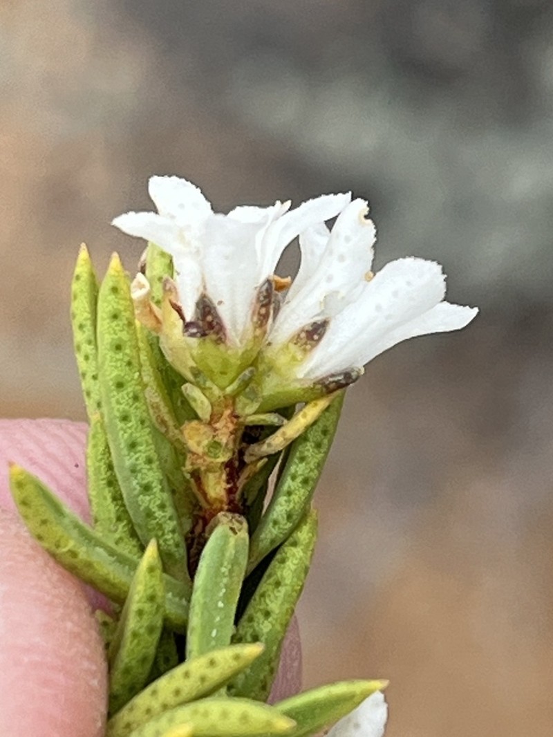 Acmadenia wittebergensis photo 2