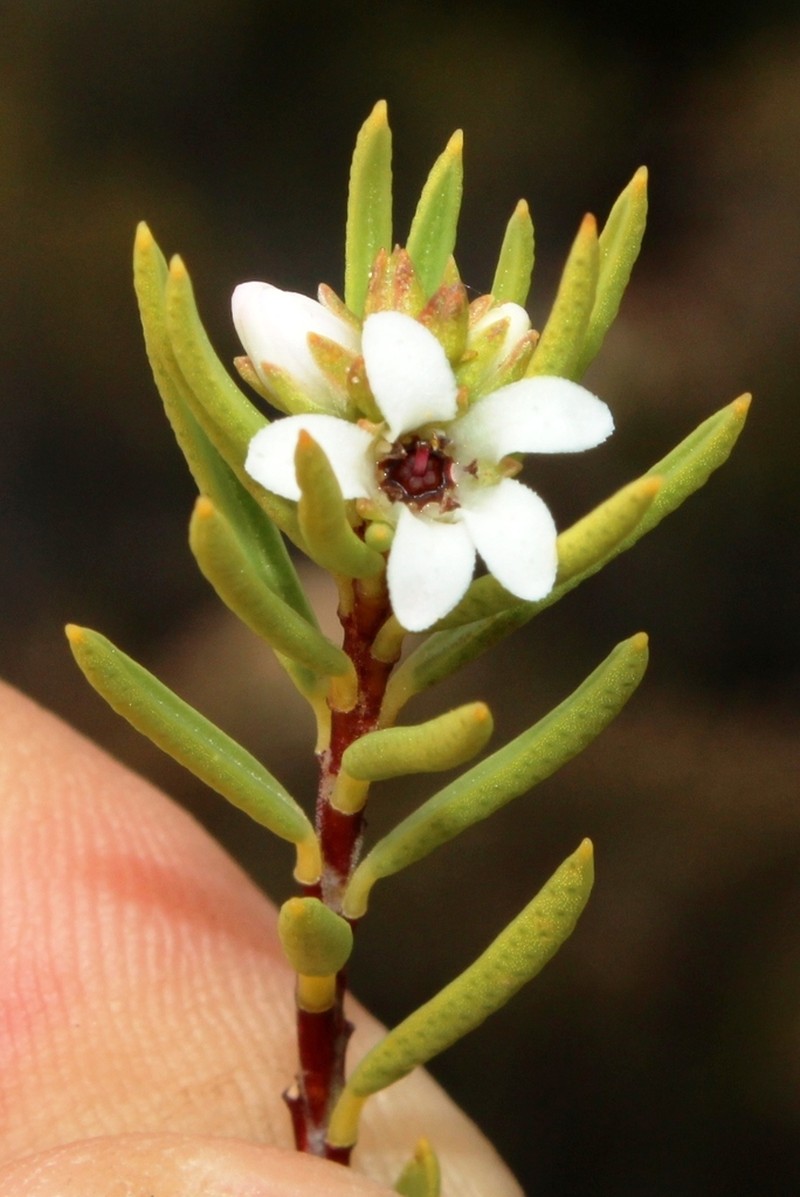 Acmadenia wittebergensis photo 3