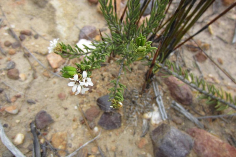 Acmadenia wittebergensis photo 4