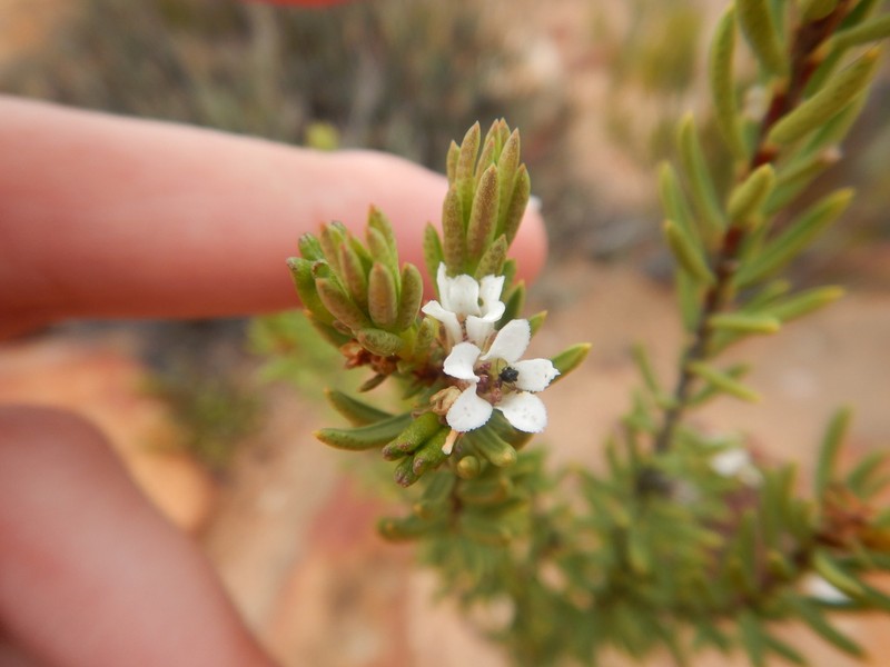Acmadenia wittebergensis photo 6