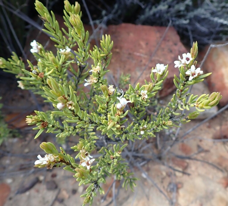 Acmadenia wittebergensis photo 7