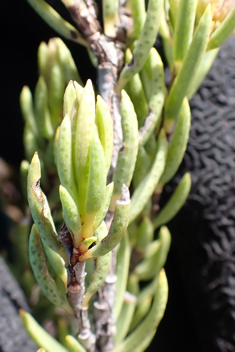 Acmadenia wittebergensis photo 8