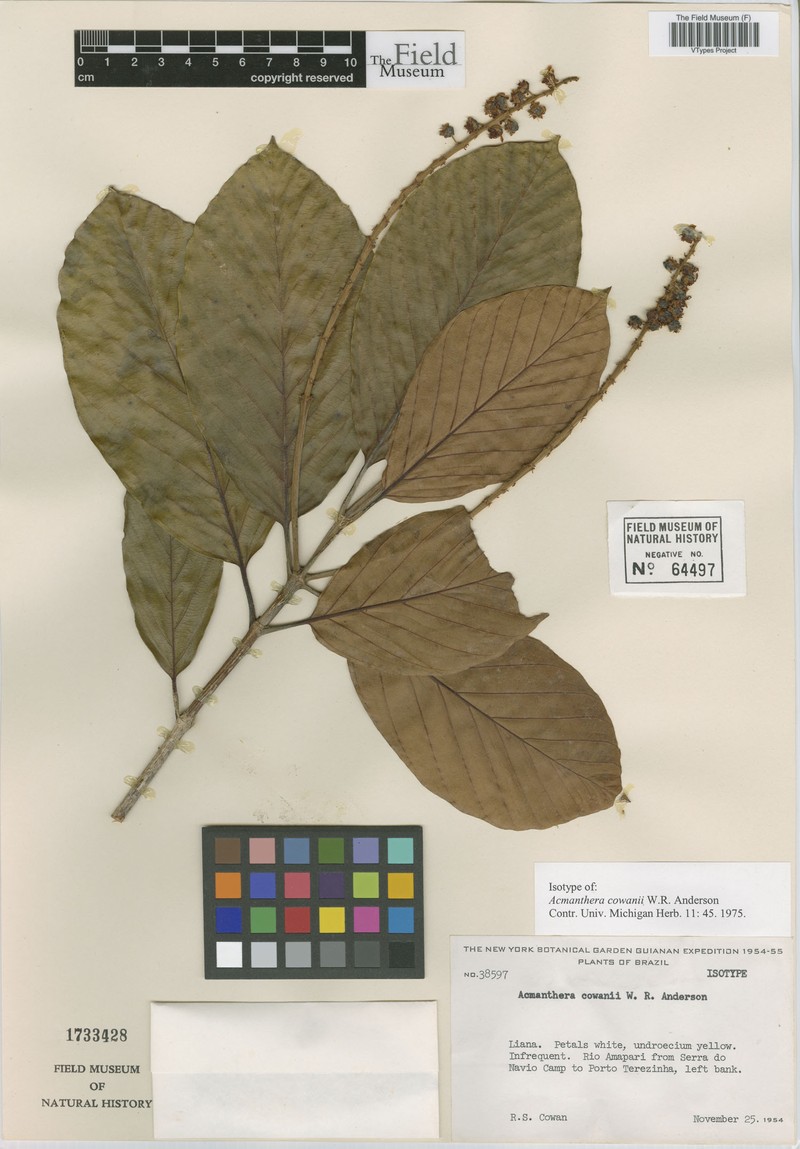 Acmanthera cowanii