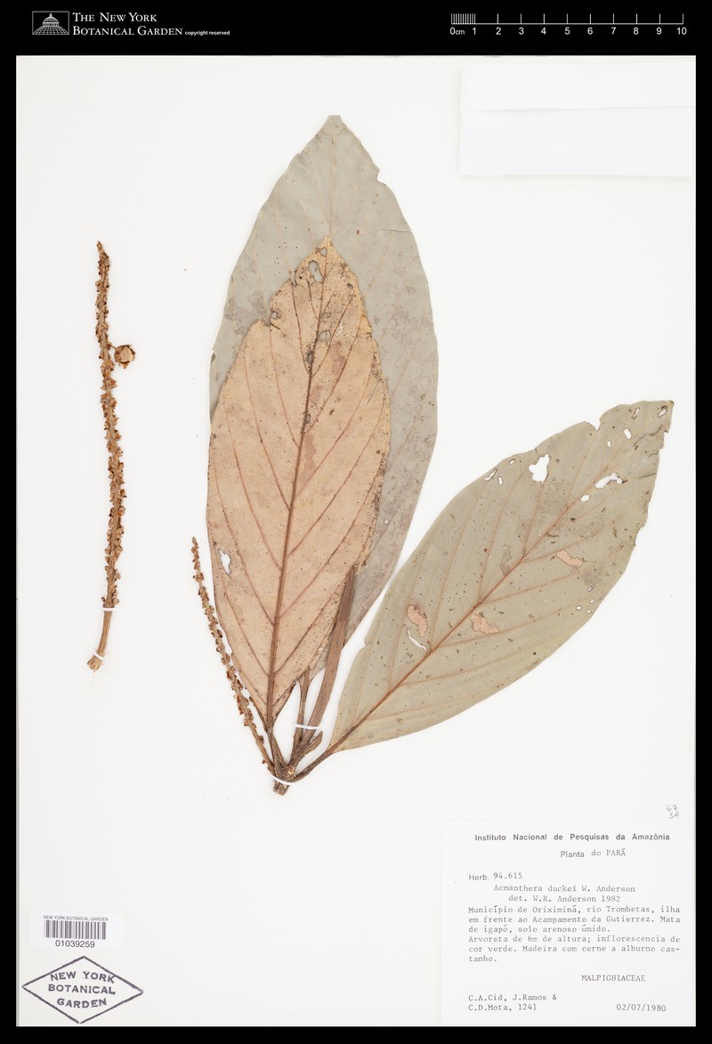 Acmanthera duckei