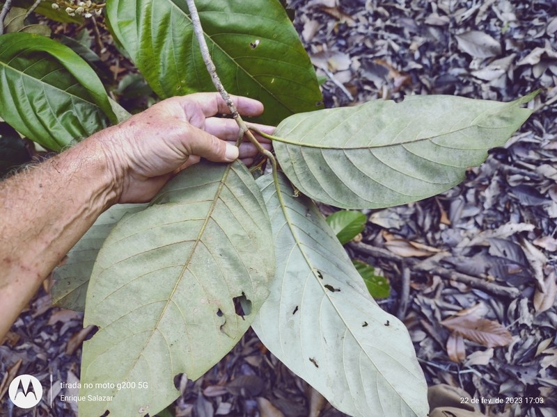 Acmanthera latifolia photo 2