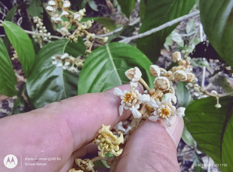Acmanthera latifolia photo 3