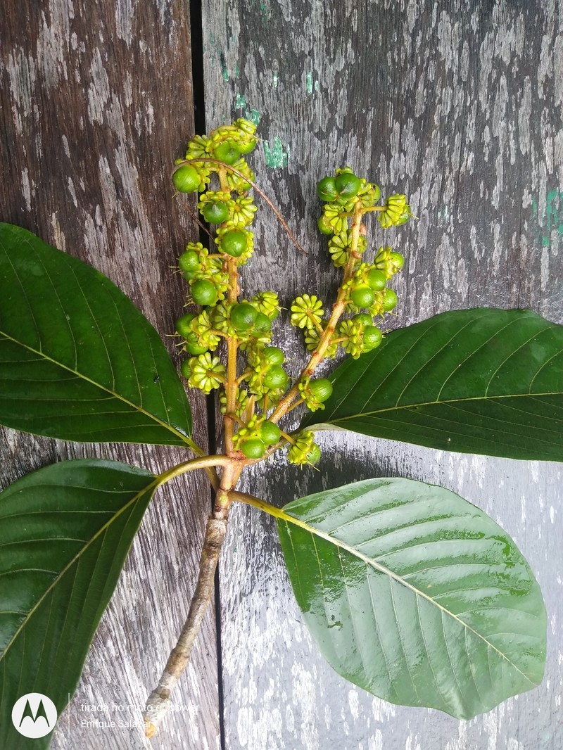 Acmanthera latifolia photo 4