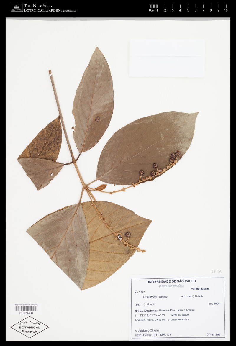 Acmanthera latifolia photo 5