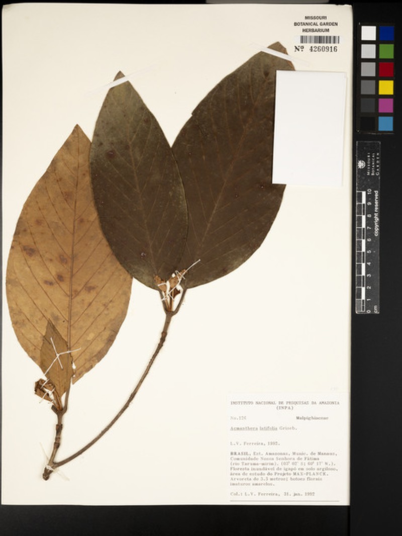 Acmanthera latifolia photo 6