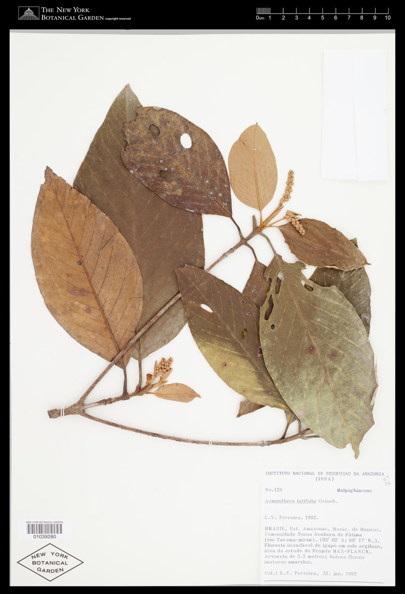 Acmanthera latifolia photo 7