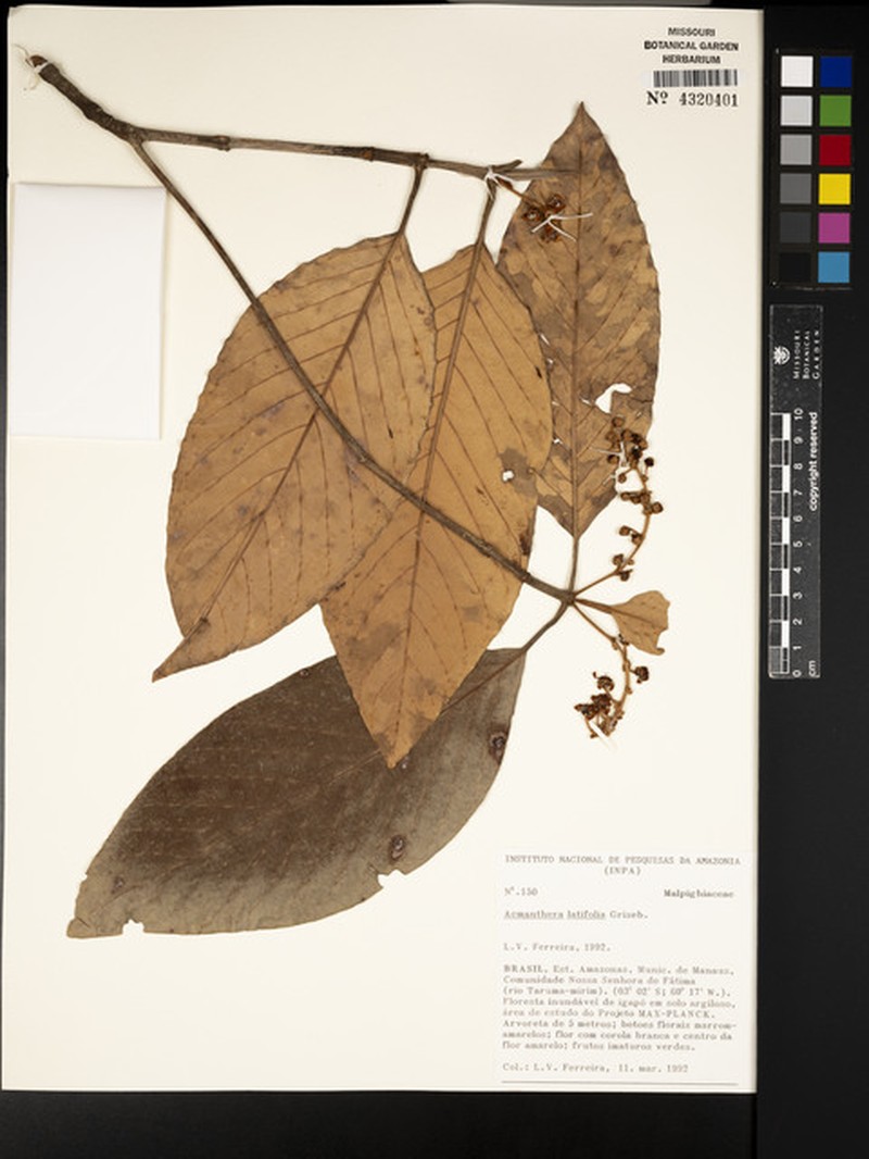 Acmanthera latifolia photo 8