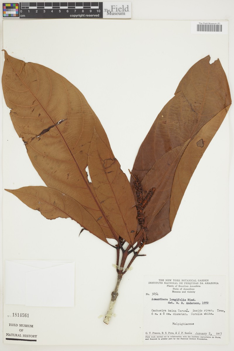Acmanthera longifolia