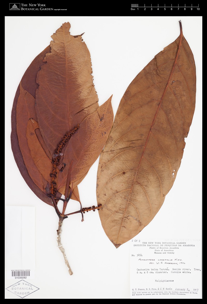 Acmanthera longifolia photo 2
