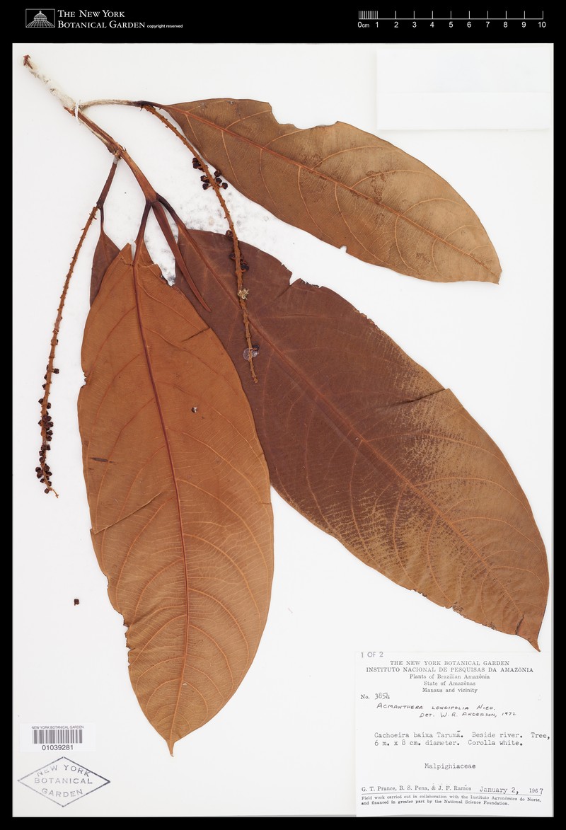 Acmanthera longifolia photo 3