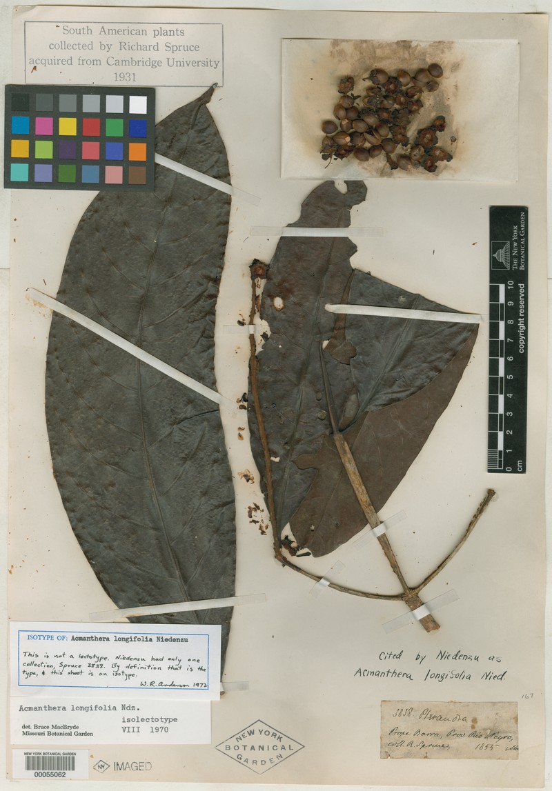 Acmanthera longifolia photo 4