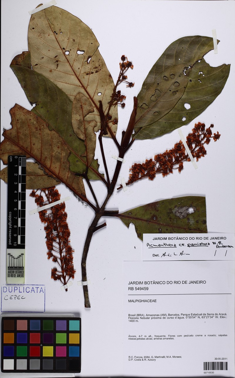 Acmanthera parviflora