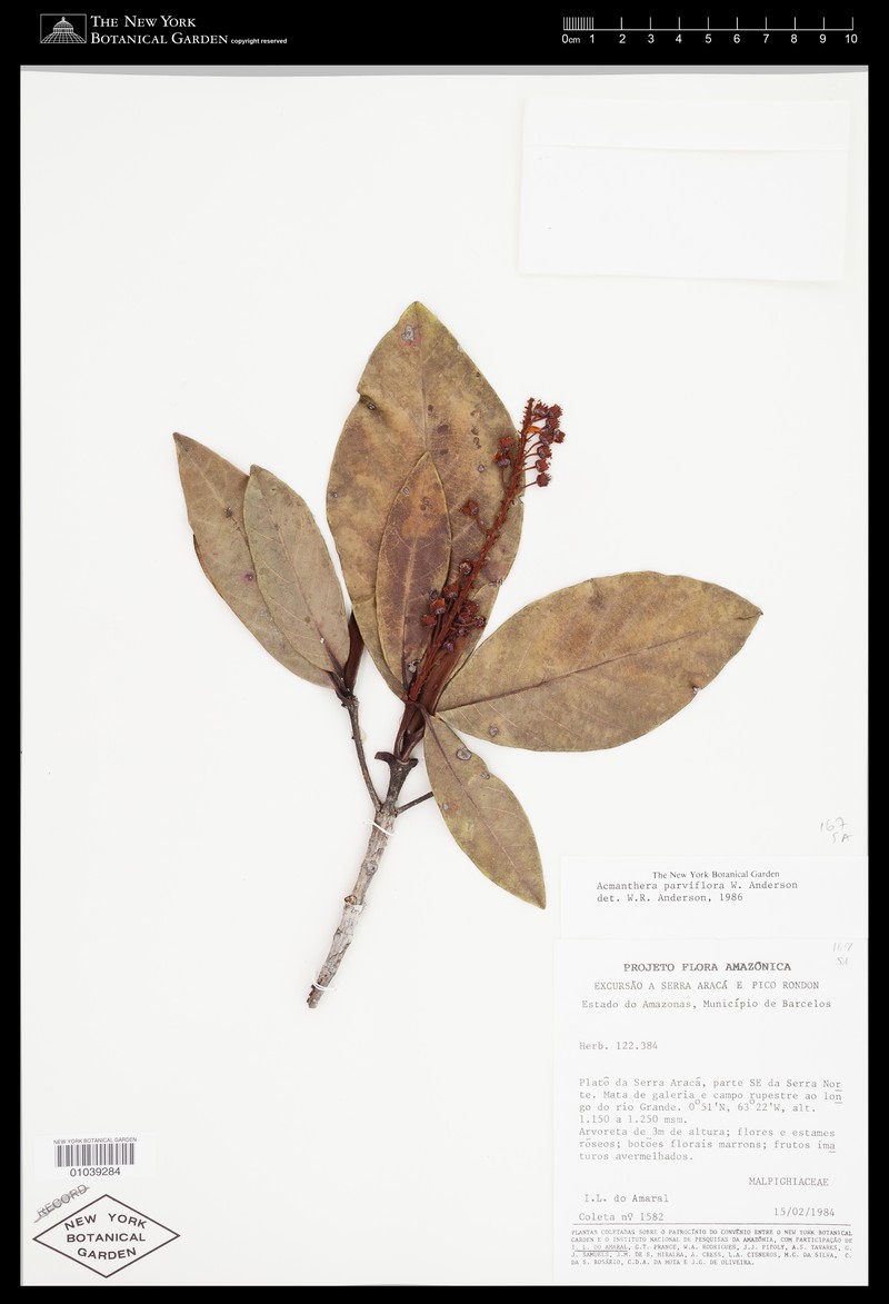 Acmanthera parviflora photo 2